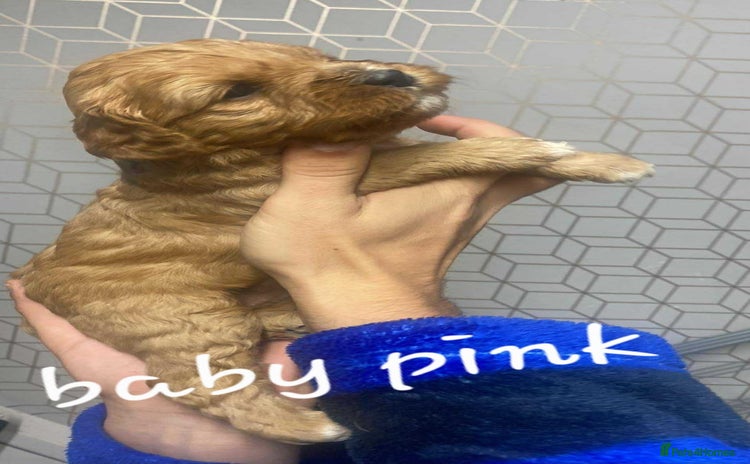 Mixed Breed dogs - Advert 4