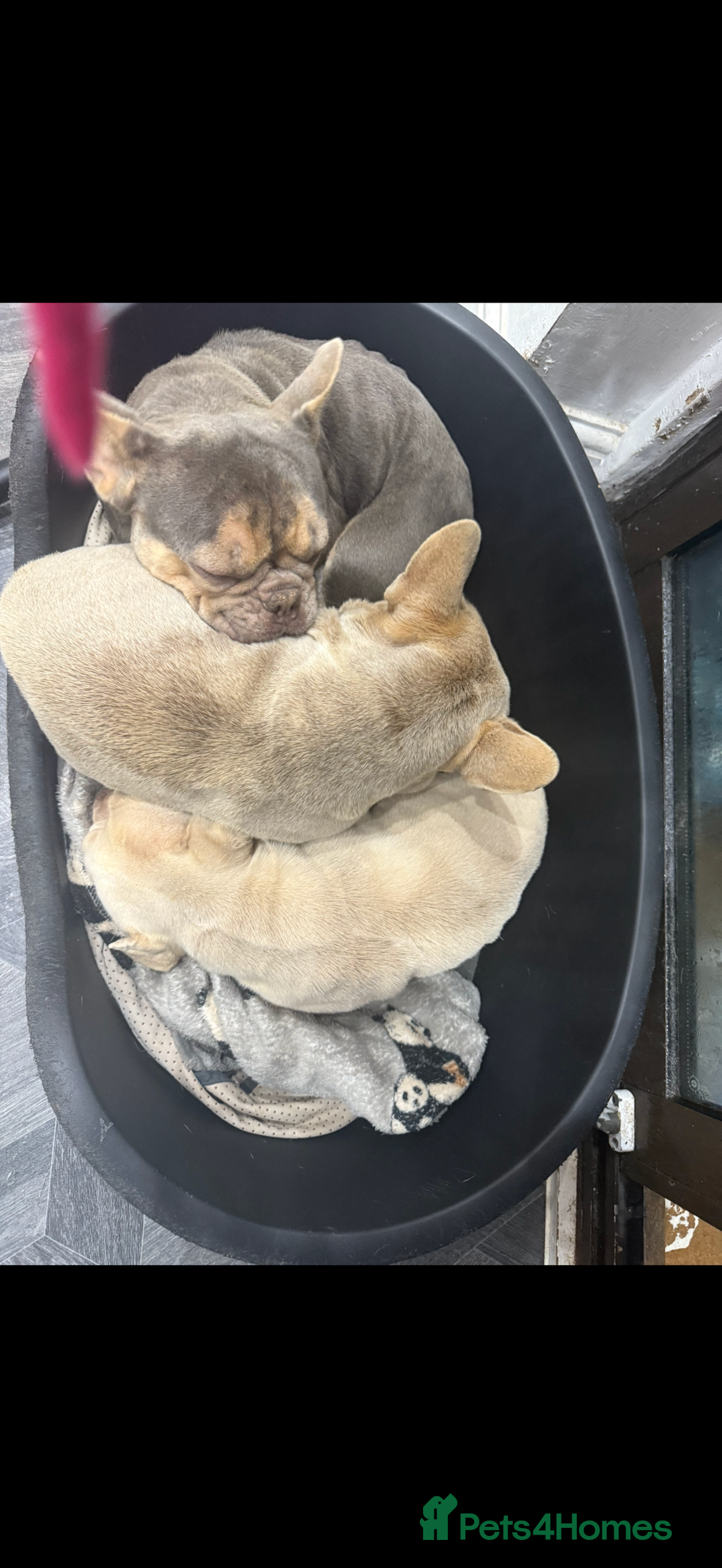 French Bulldog dogs for sale: 3 French Bulldogs Need New Home ASAP FREE  - Advert 2