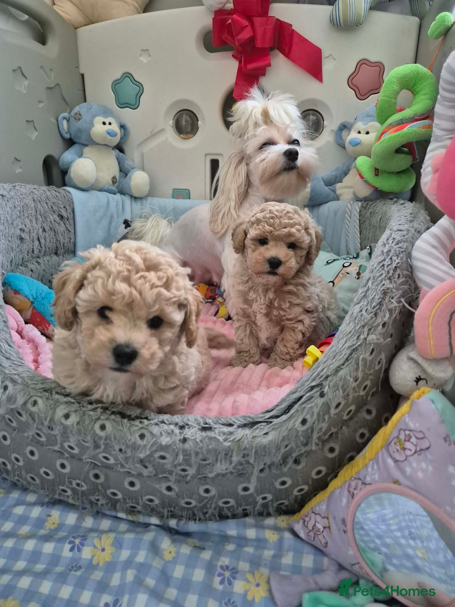 Maltipoo dogs Maltipoo boys  - Advert 1