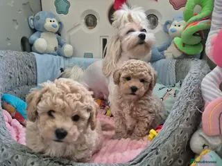 Maltipoo dogs Maltipoo boys - Advert 1