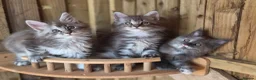 Maine Coon cats for sale: Pure Bred Maine Coon Kittens - Advert 32