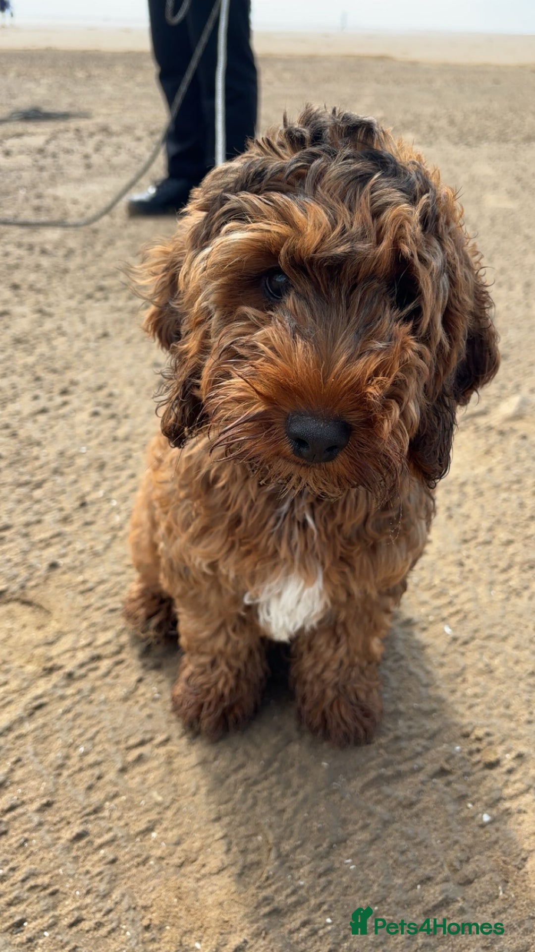 Cockapoo dogs for sale: Cockapoo puppy *REDUCED* - Image 2