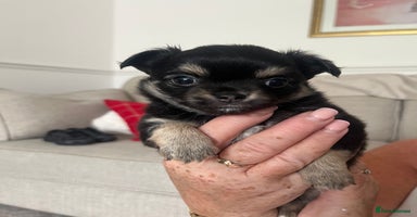 Chihuahua dogs - Advert 7