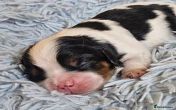 Cavalier King Charles Spaniel dogs for sale: KC REG CAVALIER KING CHARLES SPANIEL PUPPIES - Image 13
