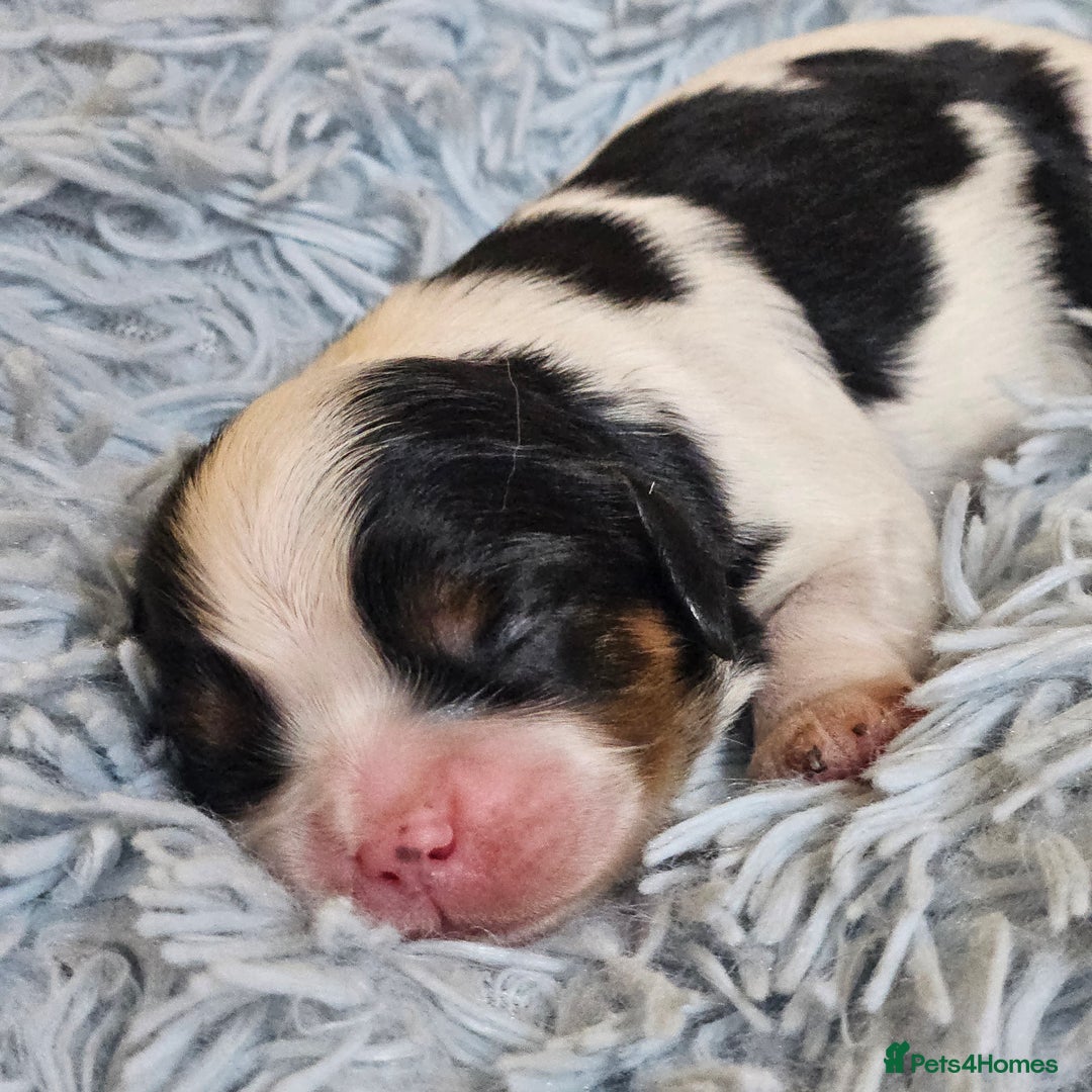 Cavalier King Charles Spaniel dogs for sale: KC REG CAVALIER KING CHARLES SPANIEL PUPPIES - Image 13