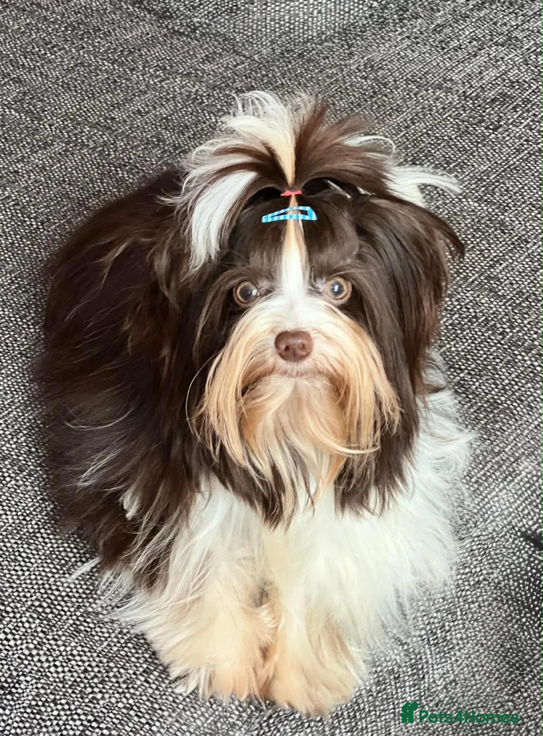 Biewer Terrier dogs for sale: Biewer Yorkshire Terrier 5⭐ License Family Raised - Advert 28