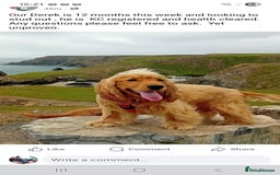 Cocker Spaniel dogs for sale: KC Golden Show Spaniels - Image 12