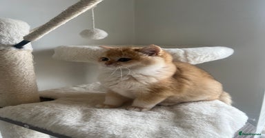 British Shorthair cats - Advert 2