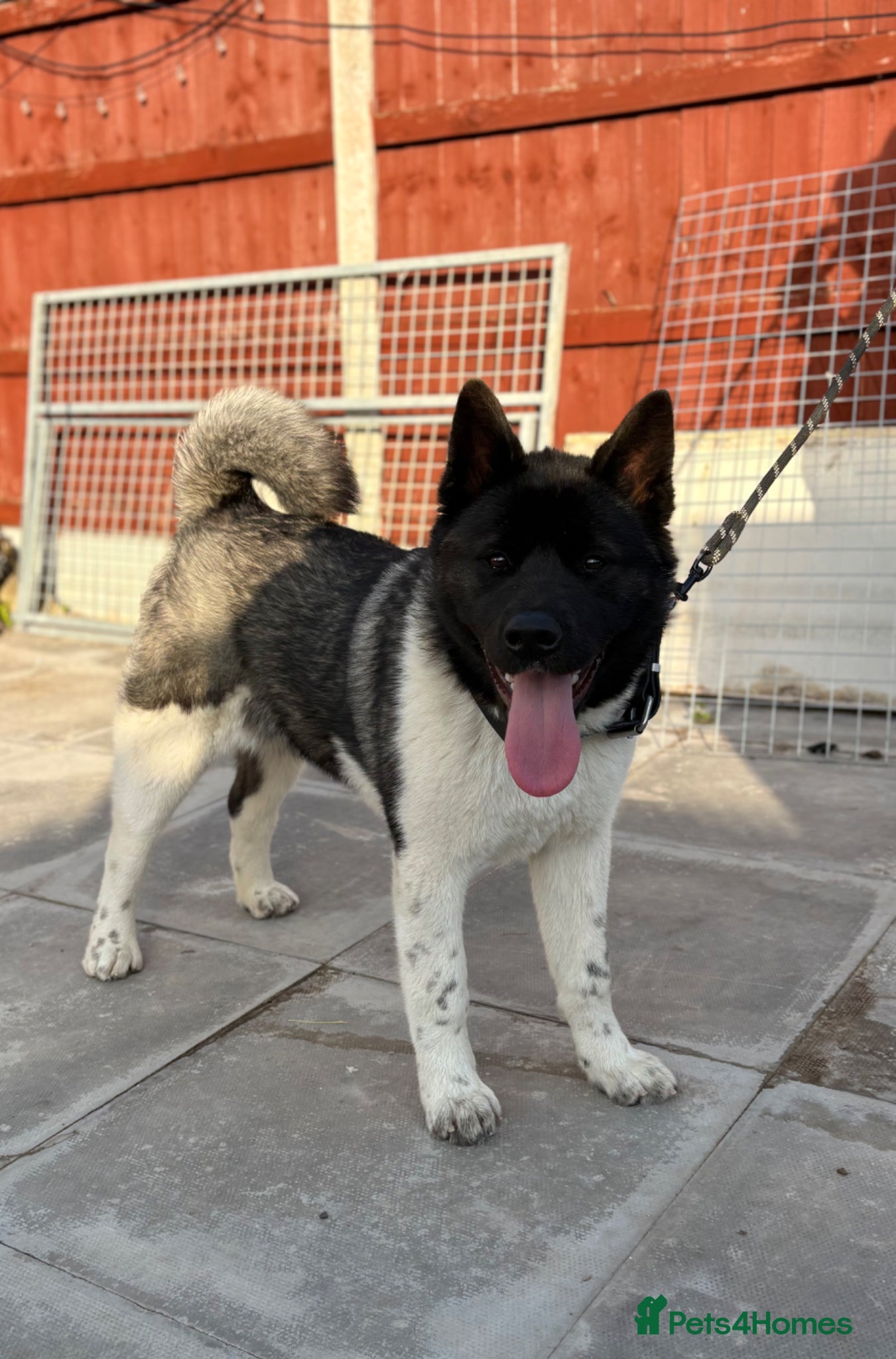 Akita dogs KC Registered American Akita Puppy - Advert 3