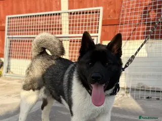 Akita dogs KC Registered American Akita Puppy - Advert 3