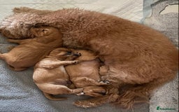 Cavapoo dogs for sale: Beautiful Cavapoo Puppies  - Image 3