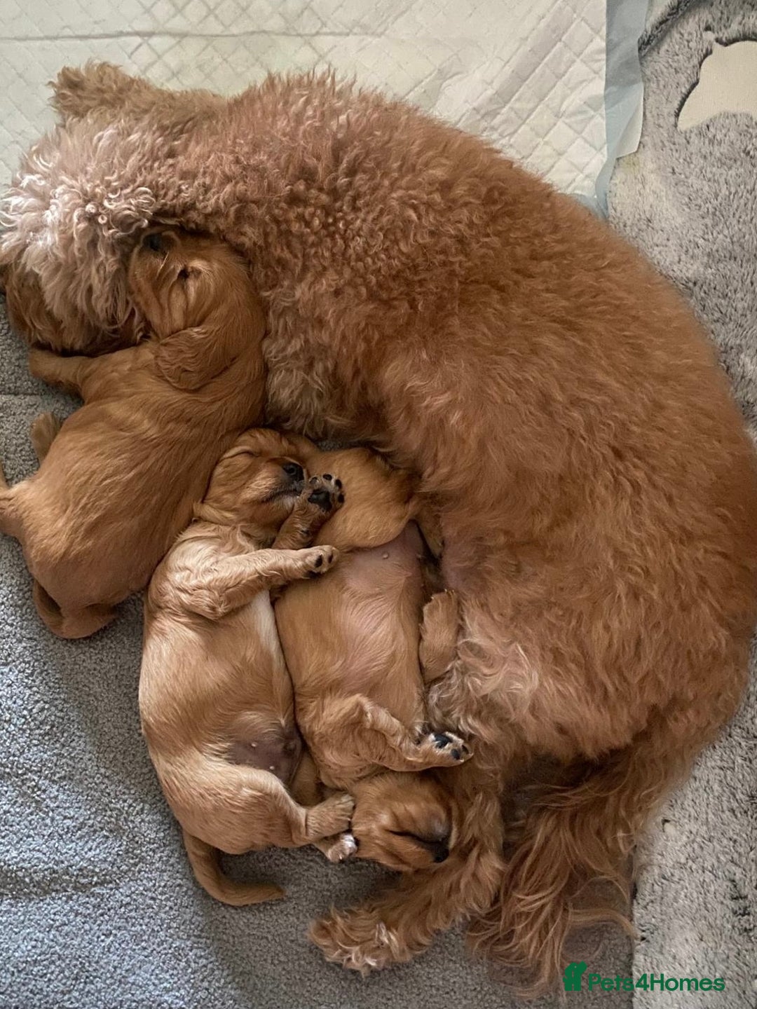 Cavapoo dogs for sale: Beautiful Cavapoo Puppies  - Image 3