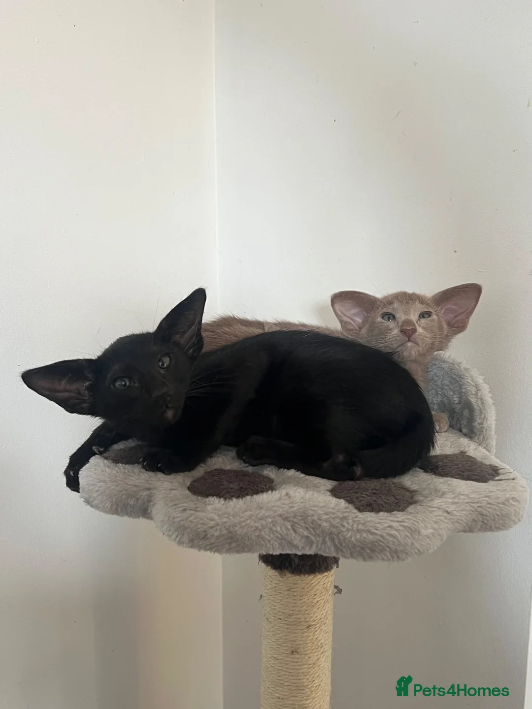 Oriental cats for sale: GCCF oriental boys  - Advert 2