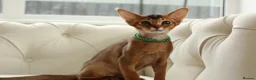 Abyssinian cats for sale: Pure breed Abyssinian kitten GCCF registered  - Advert 3
