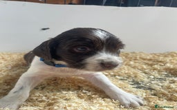 English Springer Spaniel dogs for sale: Working English springer spaniel puppies  - Image 23