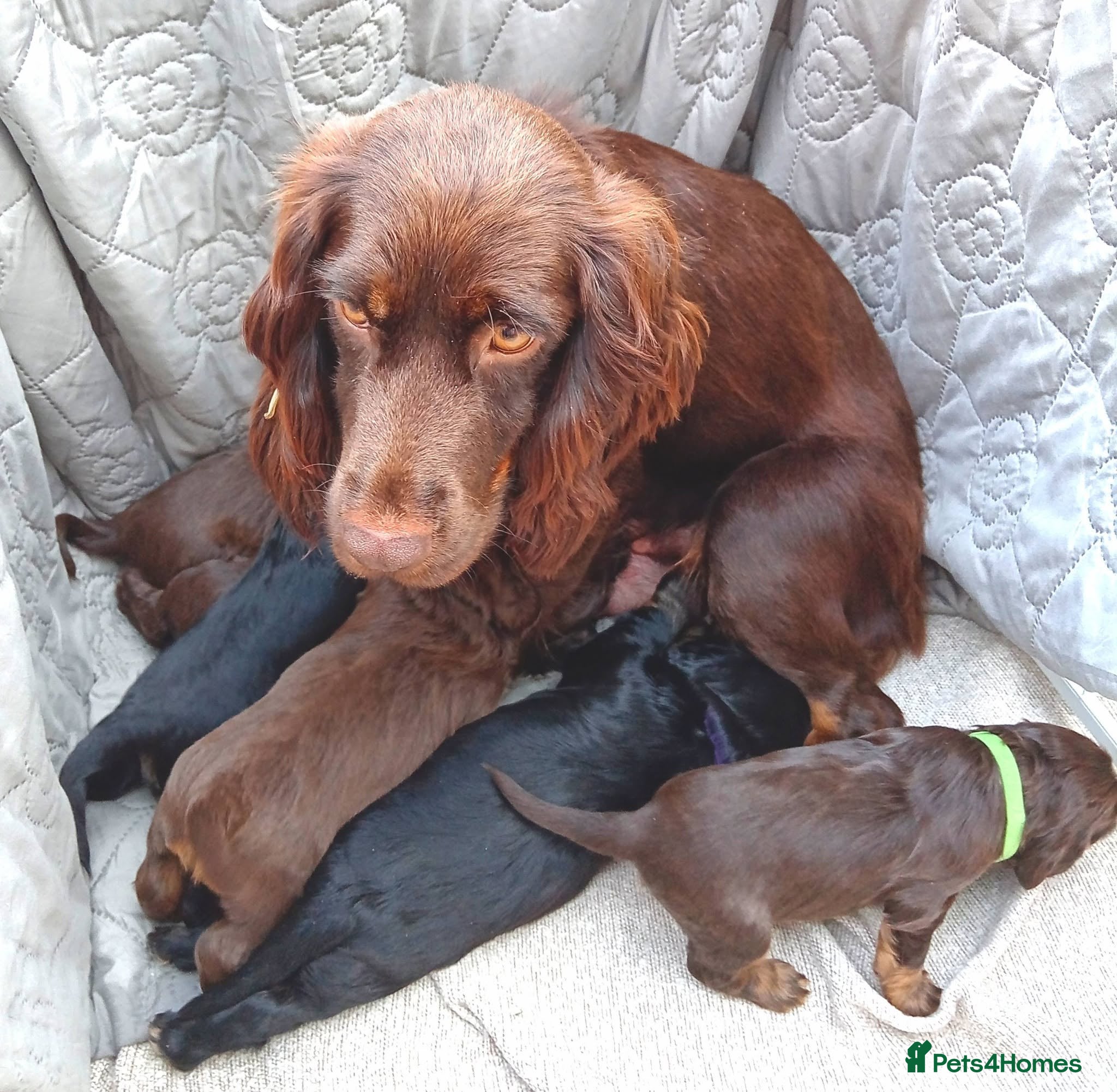 Cocker Spaniel dogs 6 Stunning Working Cocker Spaniels.3 boys 3 girls - Advert 1