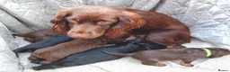 Cocker Spaniel dogs for sale: 6 Stunning Working Cocker Spaniels.3 boys 3 girls - Advert 1
