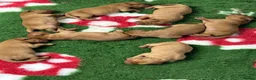 Labrador Retriever dogs for sale: Stunning KC Fox Red Boys & Girls Labradors  - Advert 12