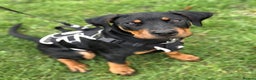 Dobermann dogs for sale: Reggie - Advert 2