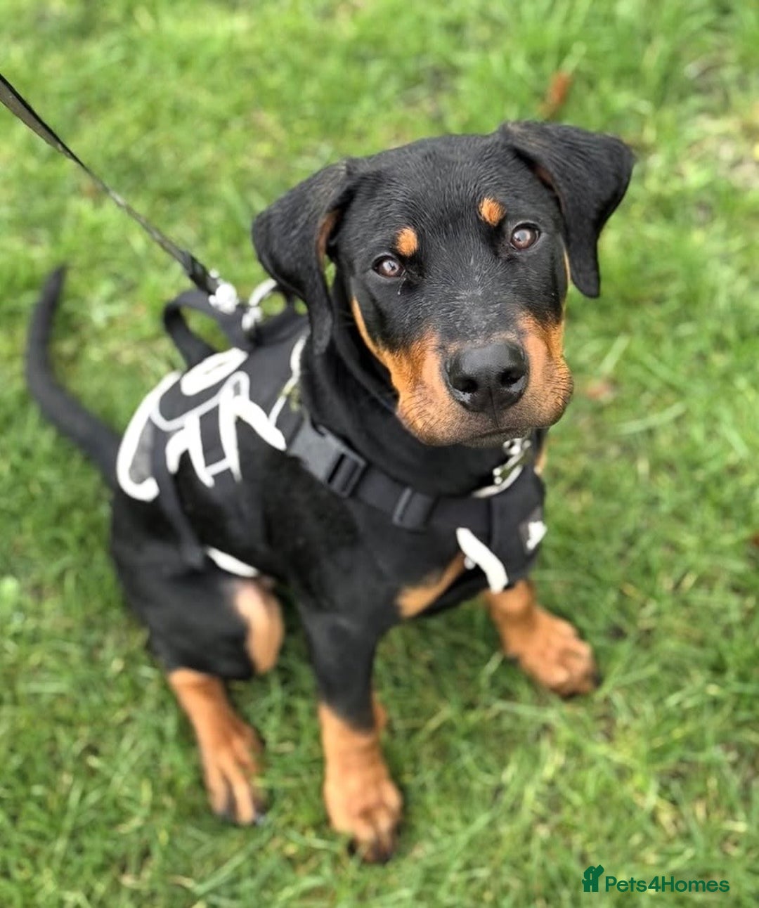 Dobermann dogs for sale: Reggie - Advert 2