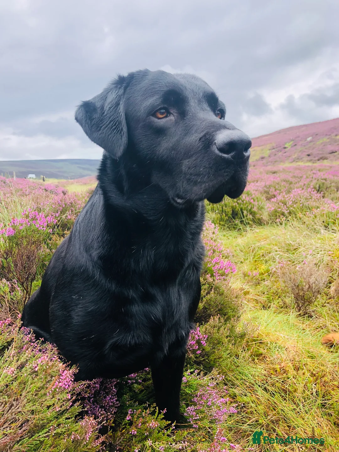 Labrador Retriever dogs for stud: stunning Labrador 0/0 hips 0/0 elbows  - Advert 11