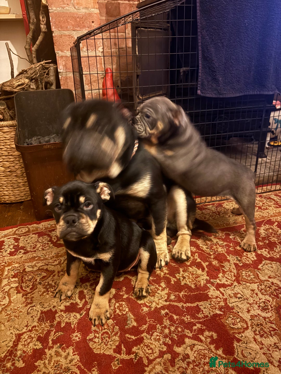 English Bulldog dogs for sale: English Bulldogs - Advert 9