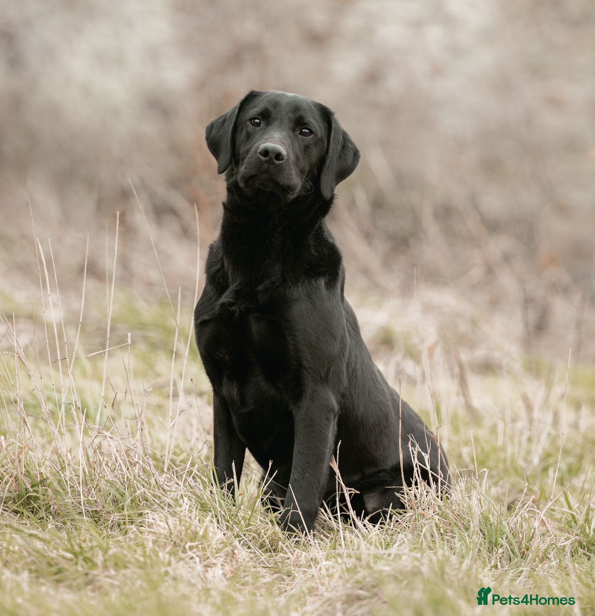 Labrador Retriever dogs Well bred KC Reg Male Puppy - Advert 2