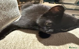 Mixed Breed cats for sale: 2 Lovely kittens ready for new homes  - Image 6