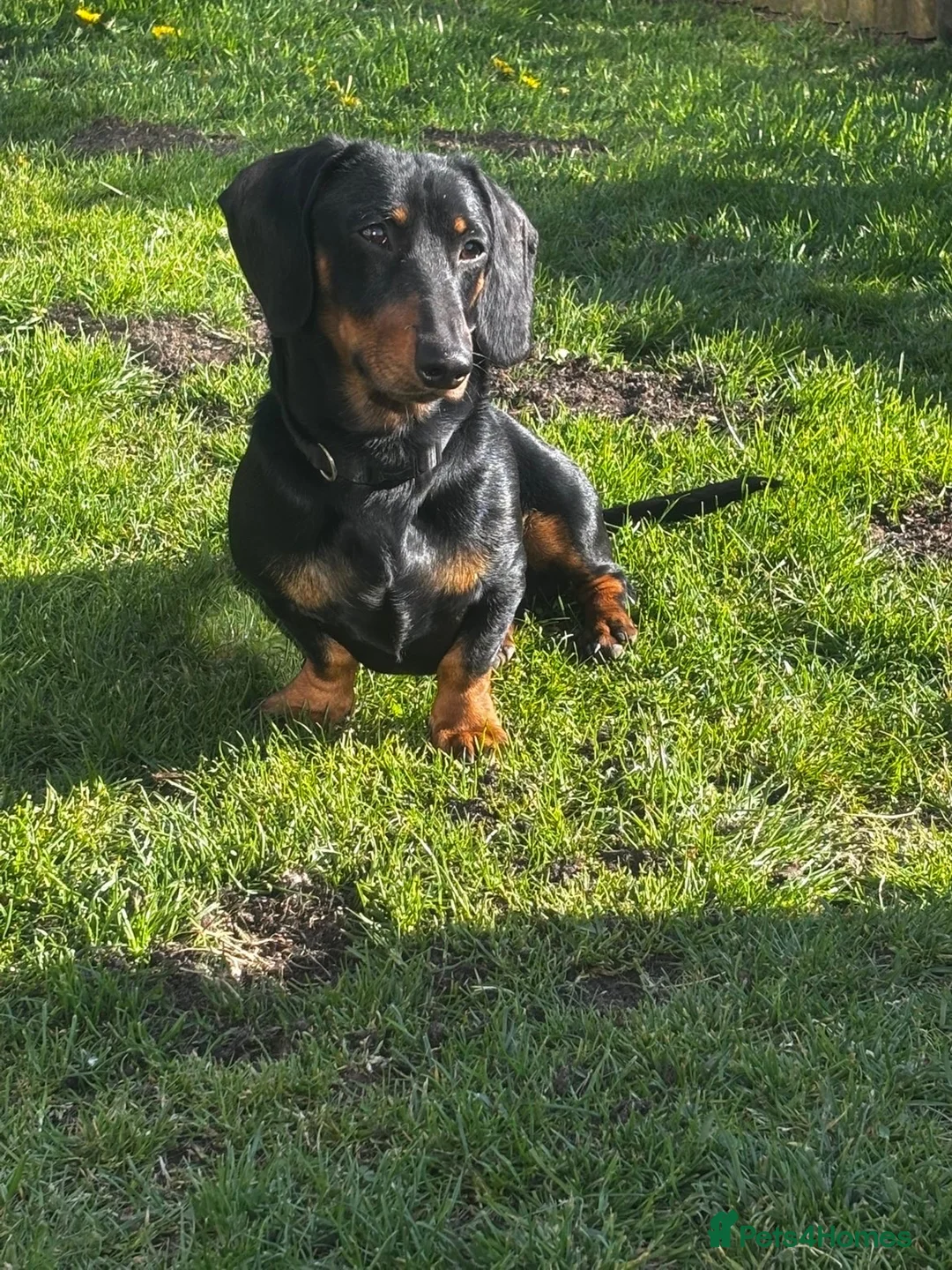 Dachshund dogs for stud: Mini dachshund black a tan for stud - Advert 6
