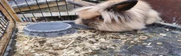 Lionhead rabbits for sale: Lion head  rabbits  - Advert 6