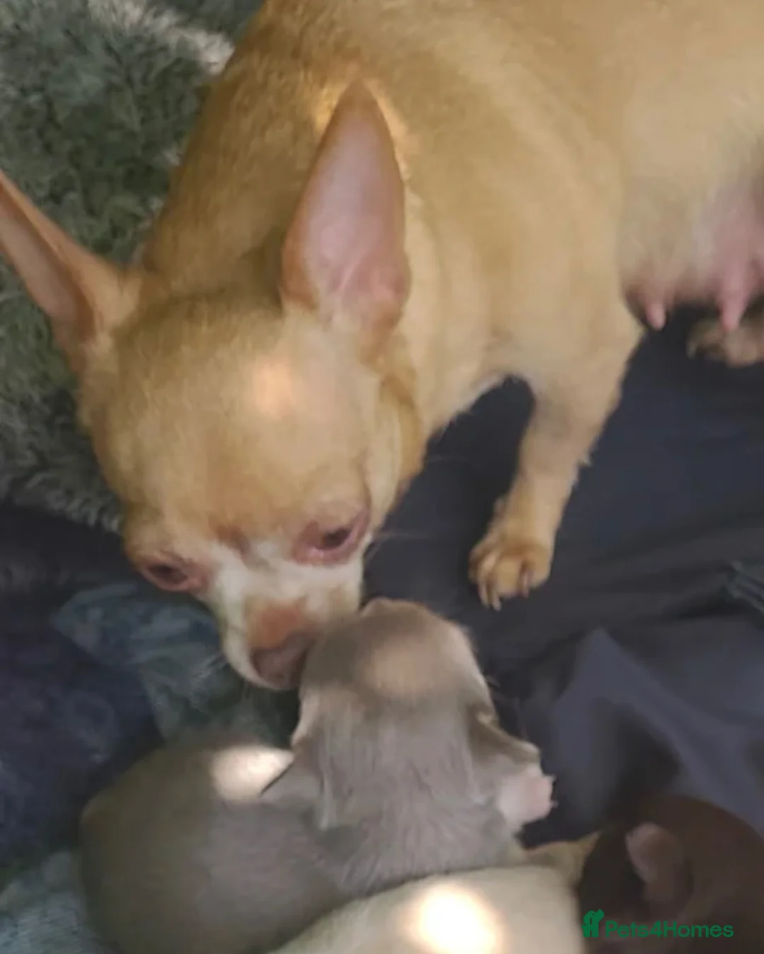 Chihuahua dogs for sale: 💜🐾 LILAC MALE CHIHUAHUA – MINI TOY – AVAILABLE  - Advert 2