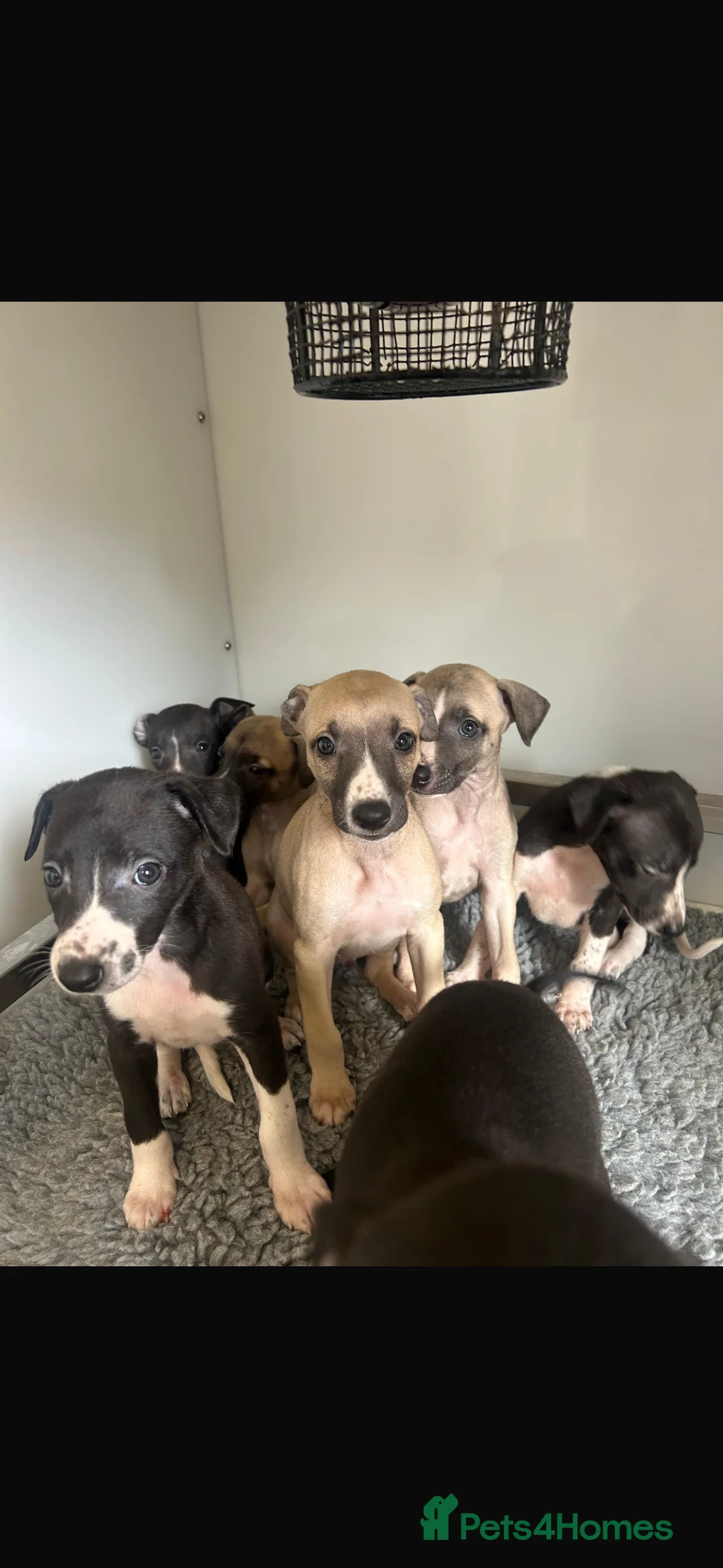 Whippet dogs for sale: KC REGISTERED WHIPPETS  in Liverpool - Advert 19