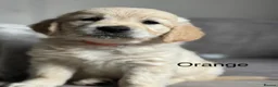 Golden Retriever dogs for sale: Health tested, KC reg Golden retriever puppies - Advert 6