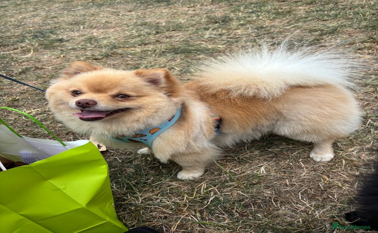 Pomchi dogs - Advert 1