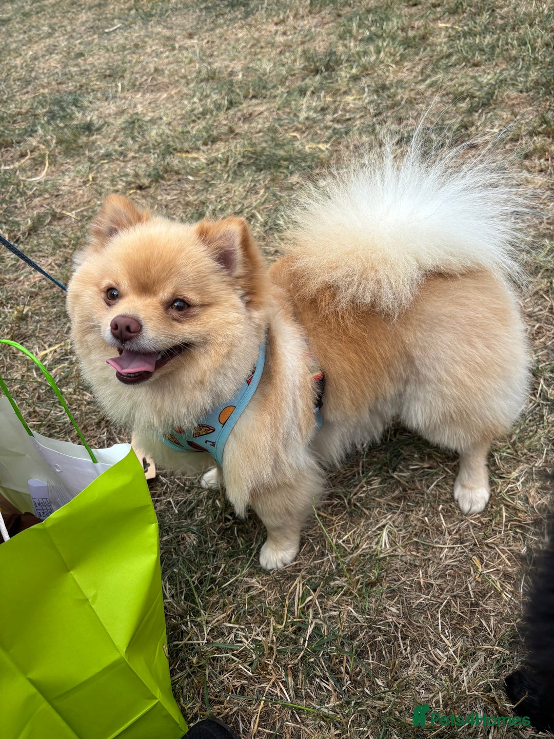 Pomchi dogs for stud: Ghost looking for the ladies  - Image 1