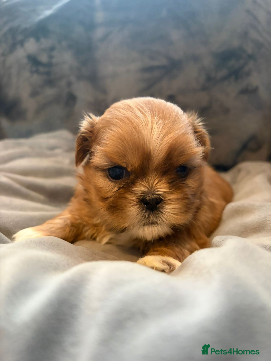 Shih Tzu dogs for sale: Gorgeous litter of shih tzu pups  - Advert 11