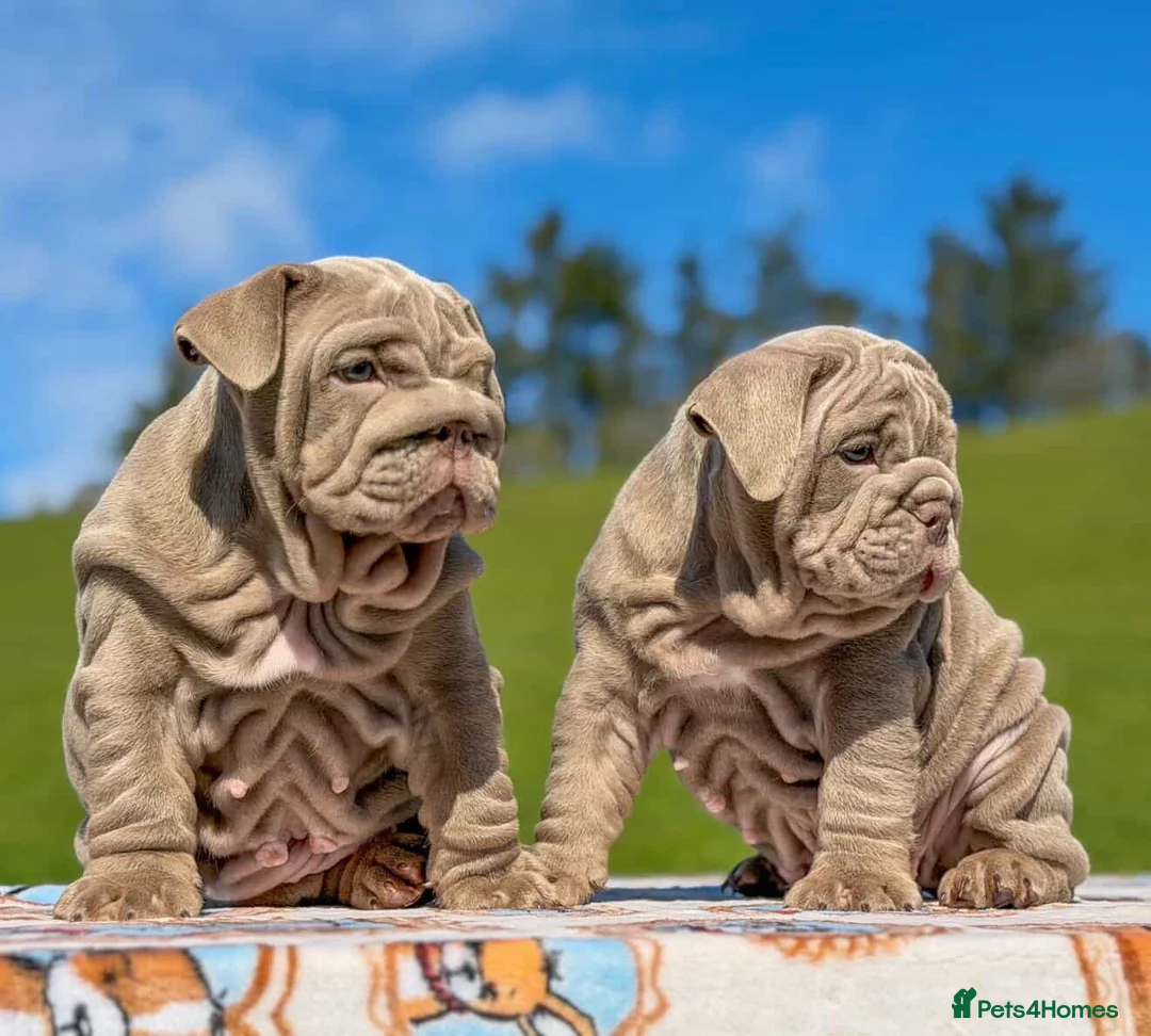 English Bulldog dogs for sale: Bailey X Mr Muscle 2.0 🔥  in Nuneaton - Advert 2