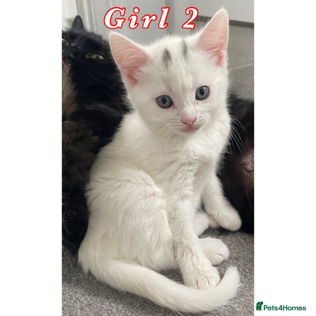 Mixed Breed cats for sale: 4 female kittens are looking for loving homes 🏡  - Advert 5