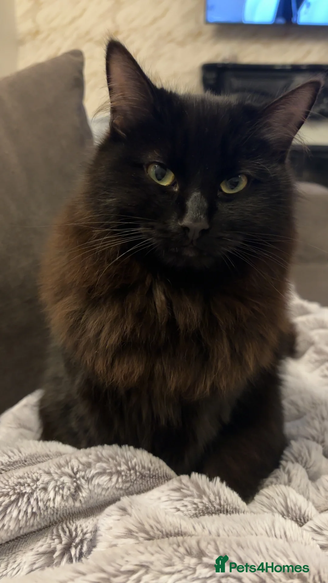 Mixed Breed cats for sale: Beautiful Ragdoll Cross Siberian in Dundee - Advert 2