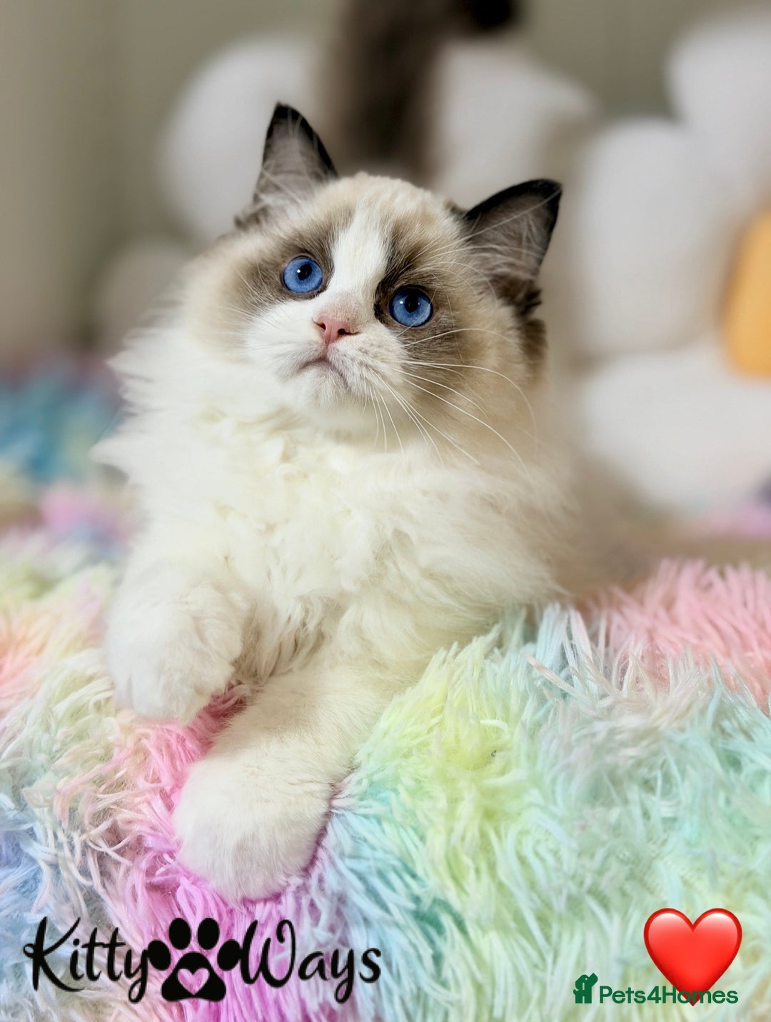Ragdoll cats for sale: 🐾🩷TICA REG* SEAL BICOLOUR EU RAGDOLL KITTENS🩵🐾 - Advert 3