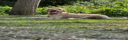 Labradoodle dogs for sale: Labradoodle - Advert 6