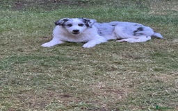 Australian Shepherd dogs for sale: Misty - Image 3