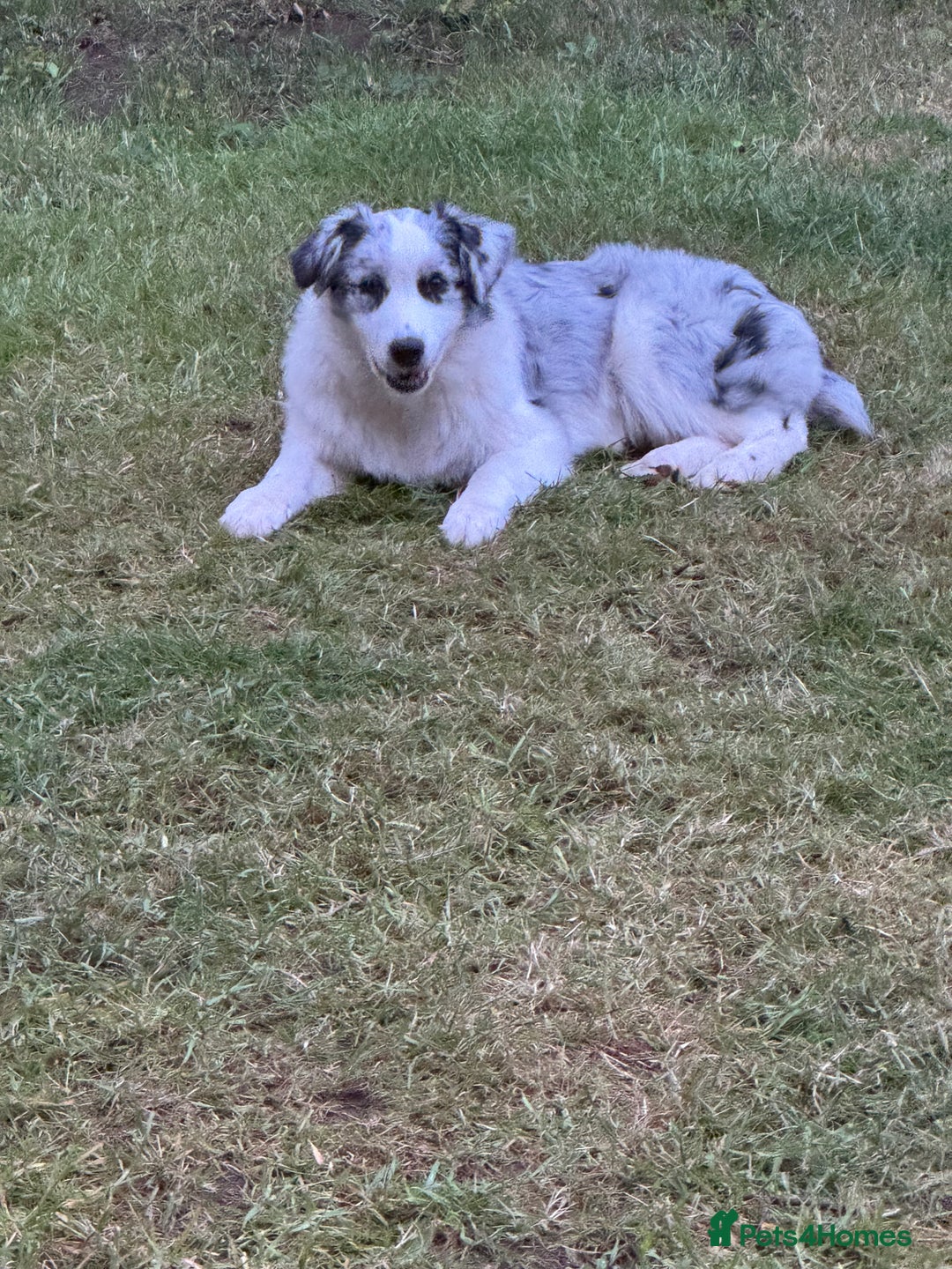Australian Shepherd dogs for sale: Misty - Image 3