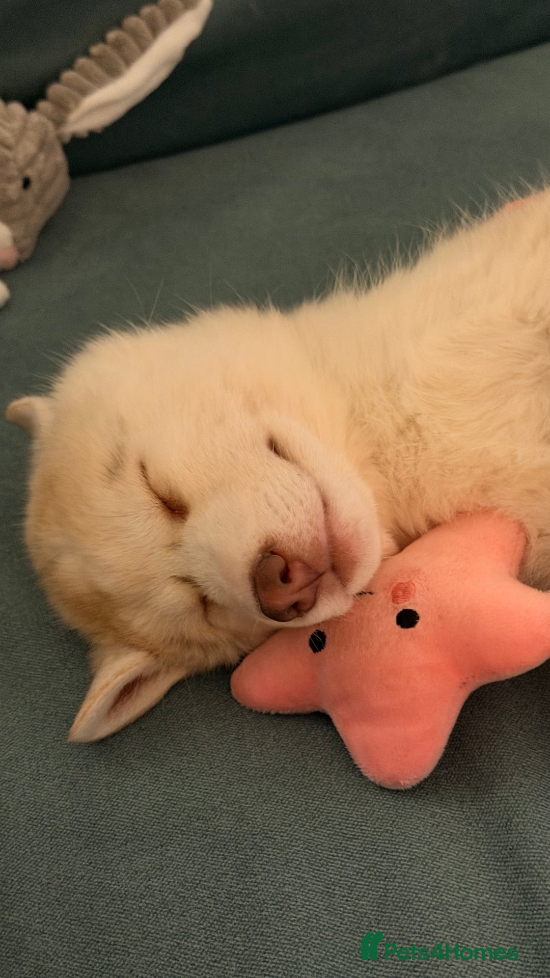 Siberian Husky dogs for sale: Siberian Husky puppy - 3 months old - Advert 4