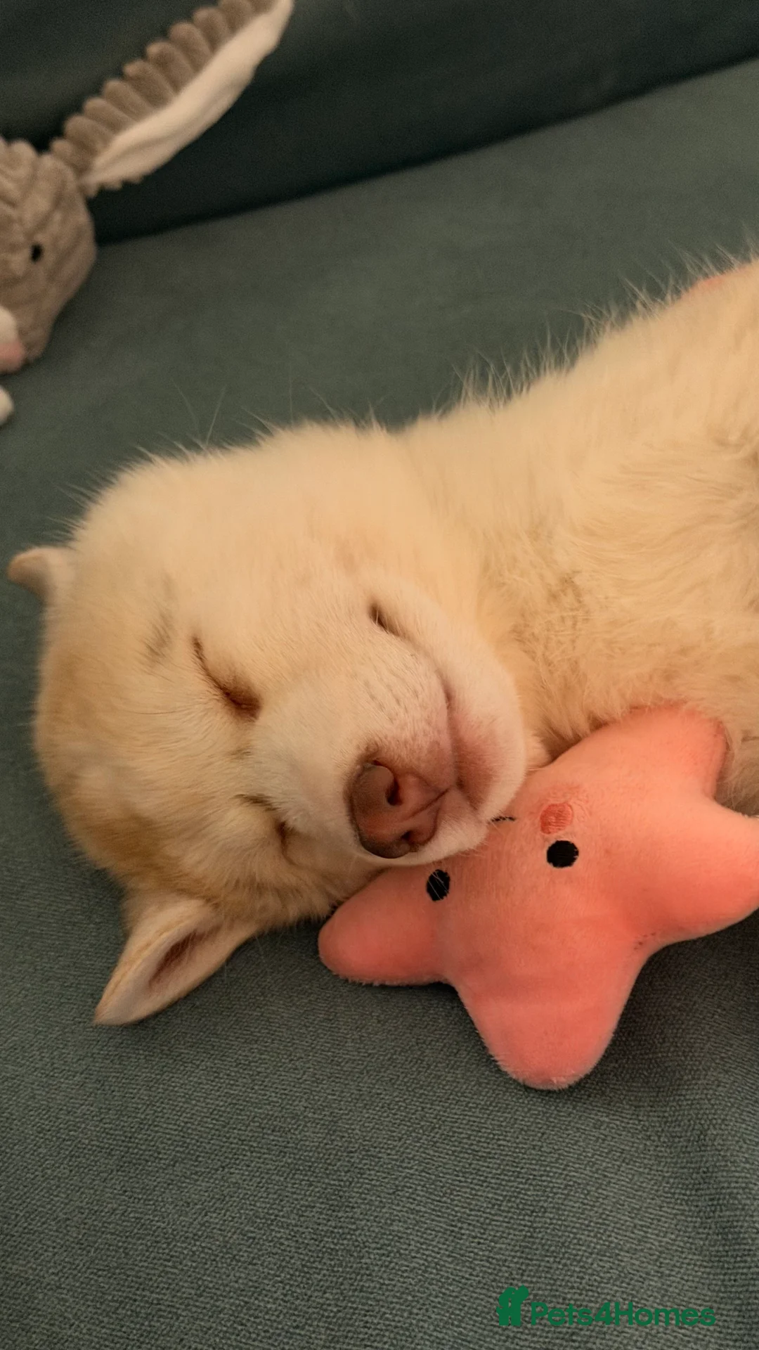 Siberian Husky dogs for sale: Siberian Husky puppy - 3 months old - Advert 4