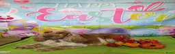 Cocker Spaniel dogs for stud: Orange Roan KC reg Show Cocker Spaniel Stud - Advert 9