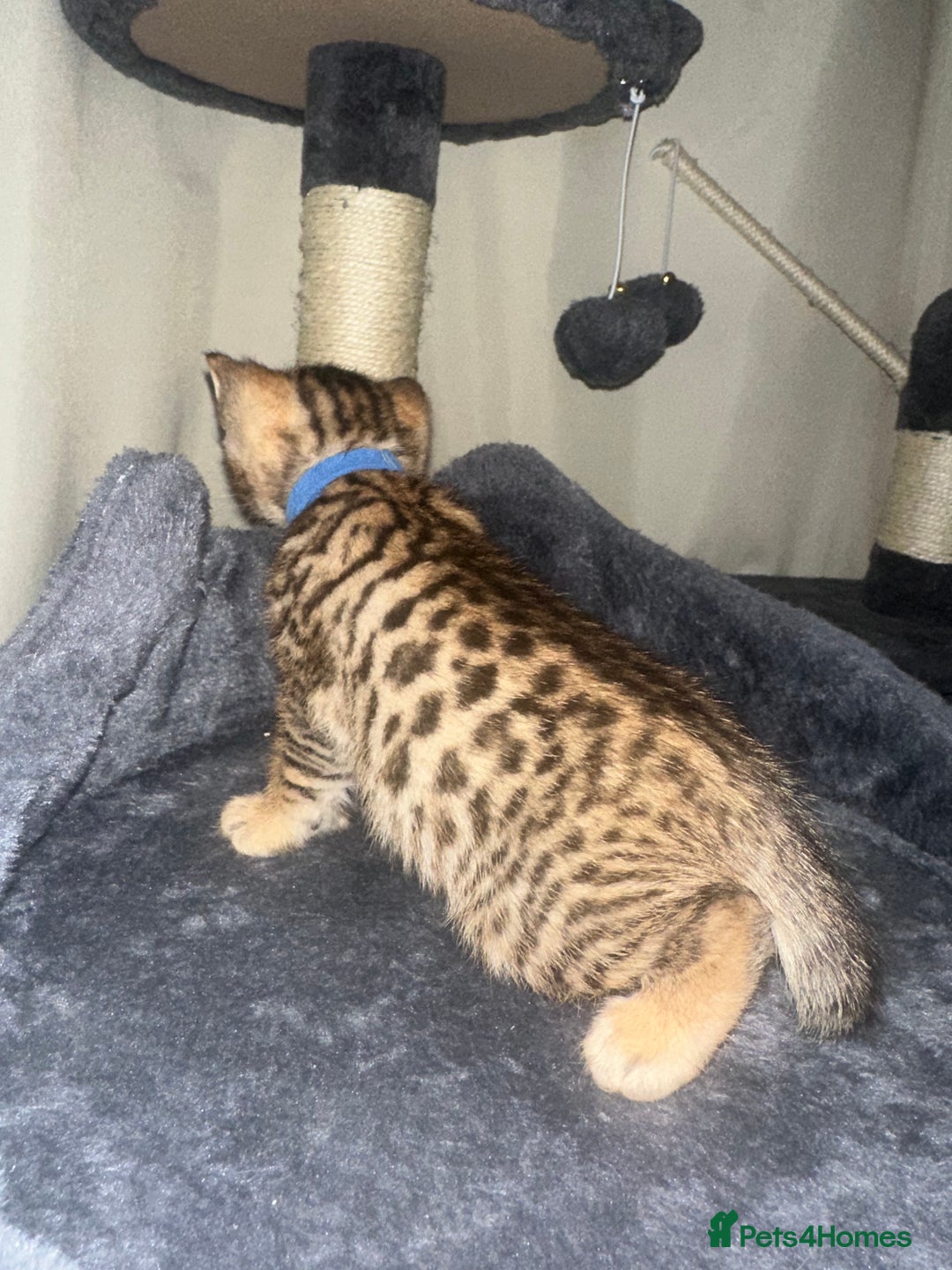 Bengal cats for sale: Stunning bengal x bsh kittens  - Advert 4