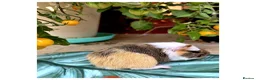Guinea Pig rodents for sale: Baby Guinea Pigs for Sale! in Castleford - Advert 11