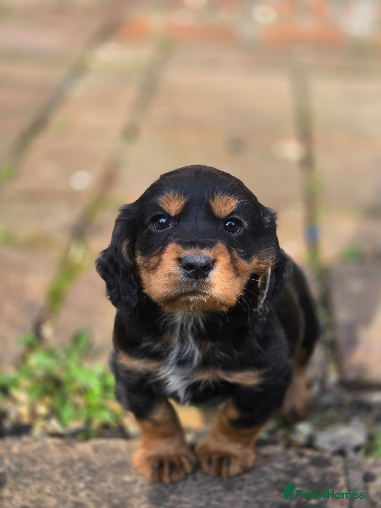 Cocker Spaniel dogs Black and tan cocker puppy   - Advert 4