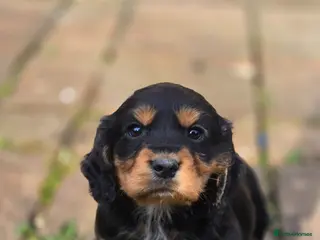 Cocker Spaniel dogs Black and tan cocker puppy - Advert 4